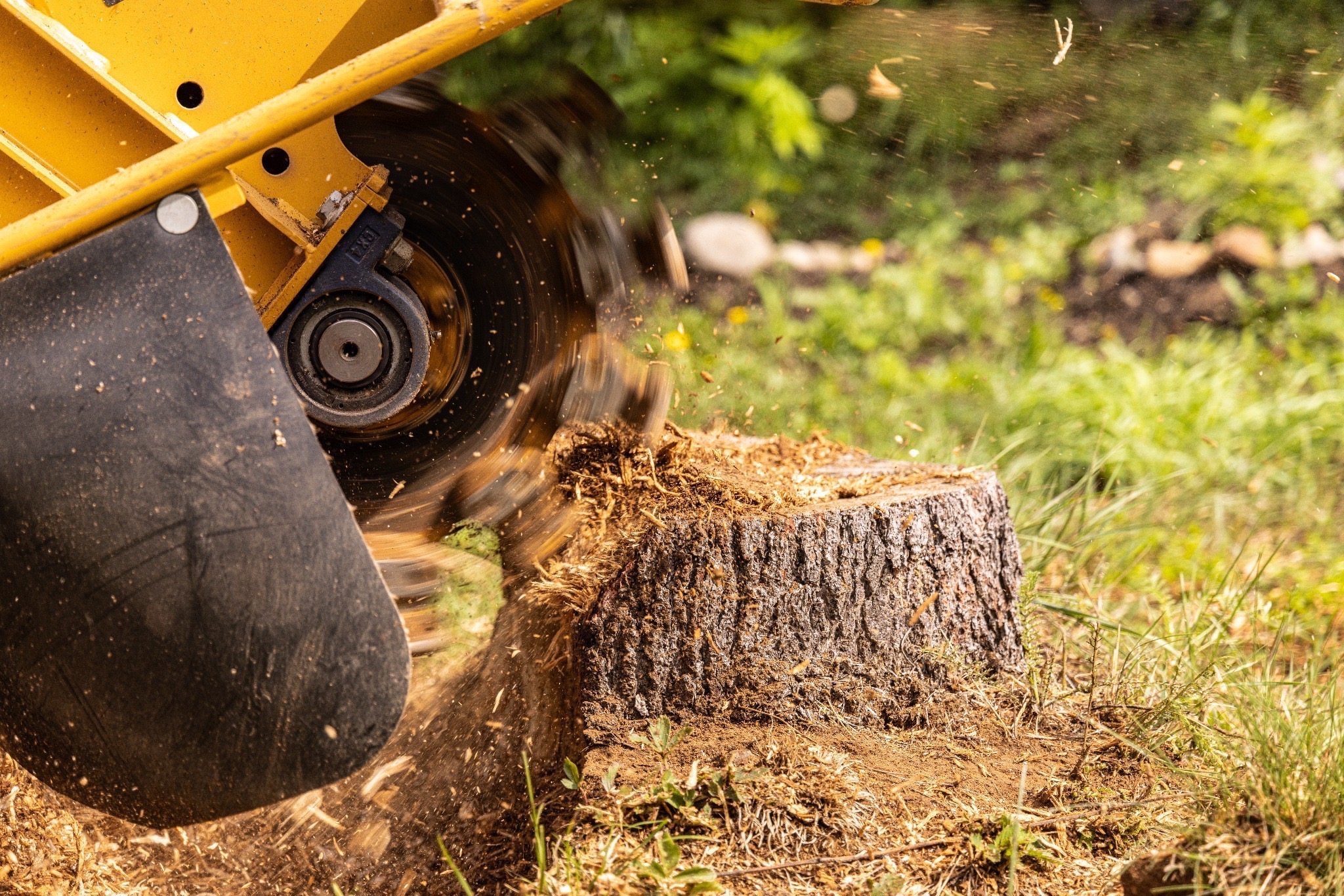 Stump grinder cutting a tree stump during clean efficient stump removal in North Carolina