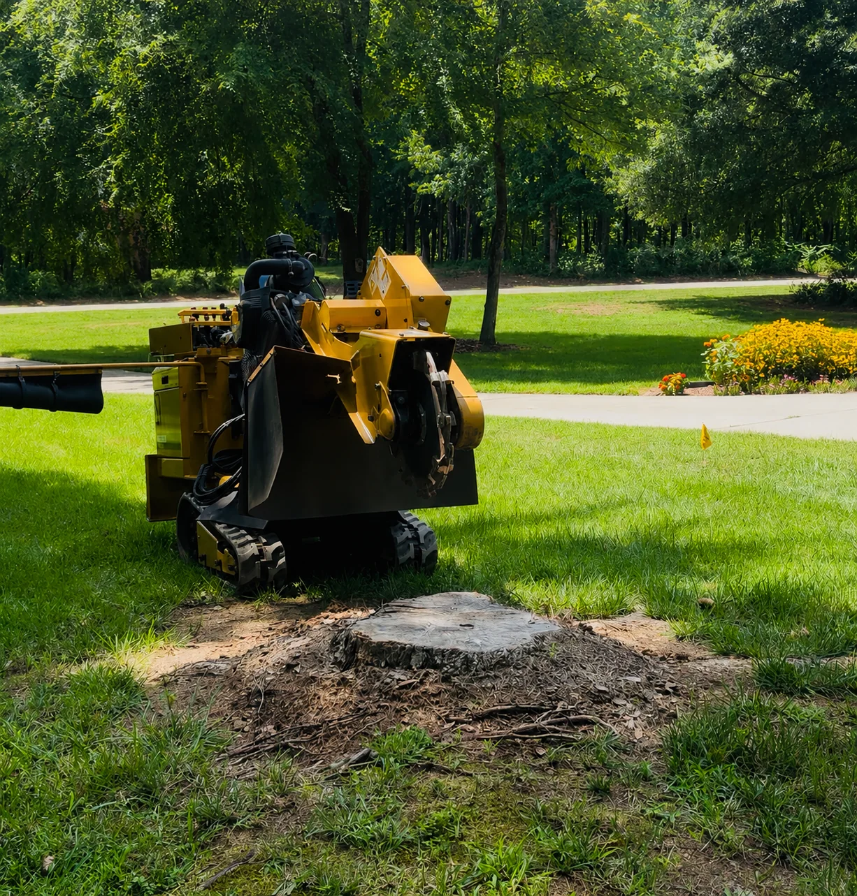 Large residential stump before grinding by Iron Oak Landworks